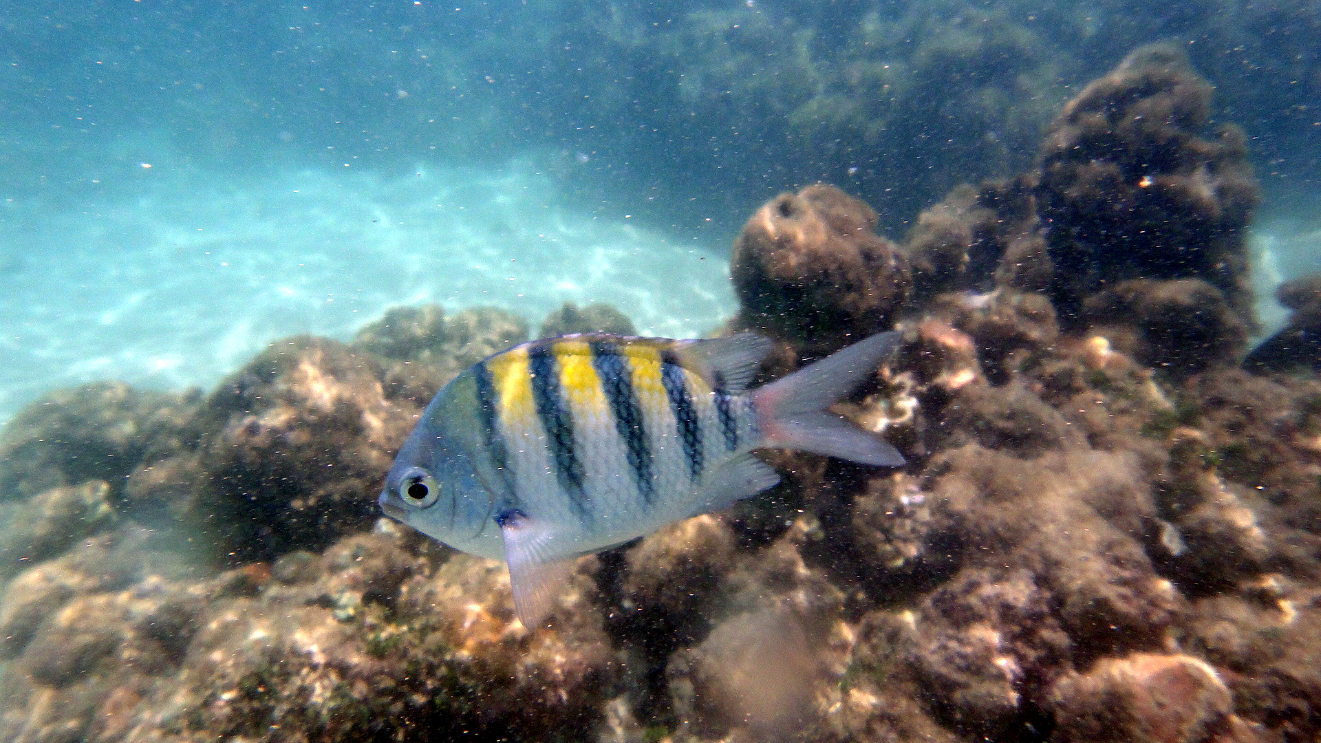 Maragogi — Catamarã (Piscinas Naturais)