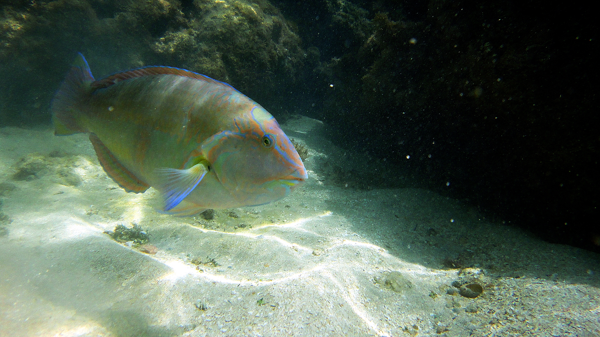 Maragogi — Catamarã (Piscinas Naturais)